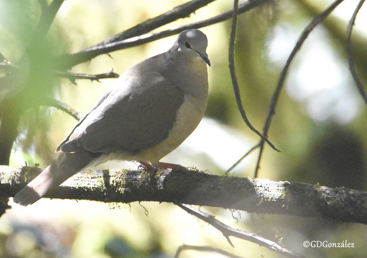 Paloma Montaraz de las Yungas - ML608322548