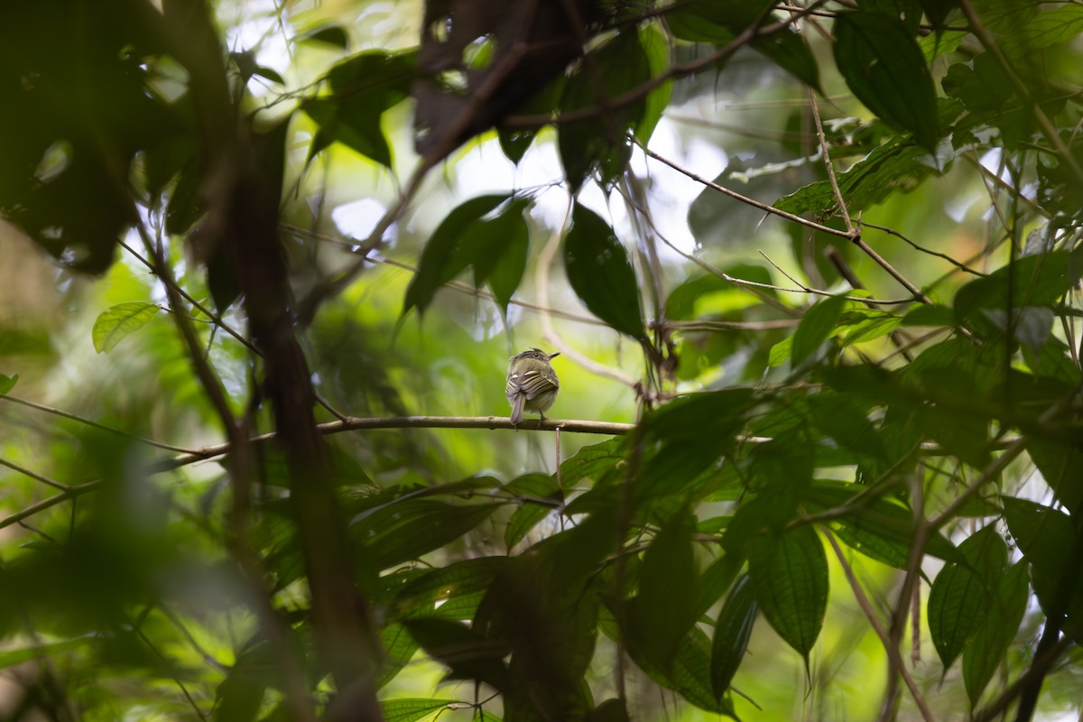 Double-banded Pygmy-Tyrant - Neil Broekhuizen