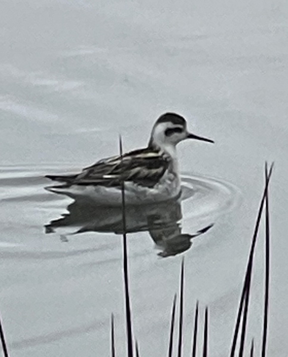 Red-necked Phalarope - Hemroulle Jean-Bernard