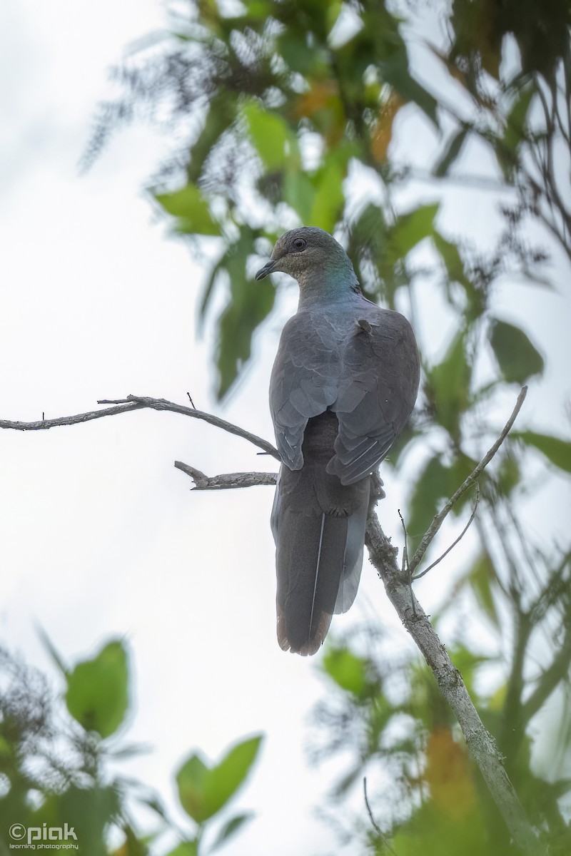 Barred Cuckoo-Dove - ML608322779