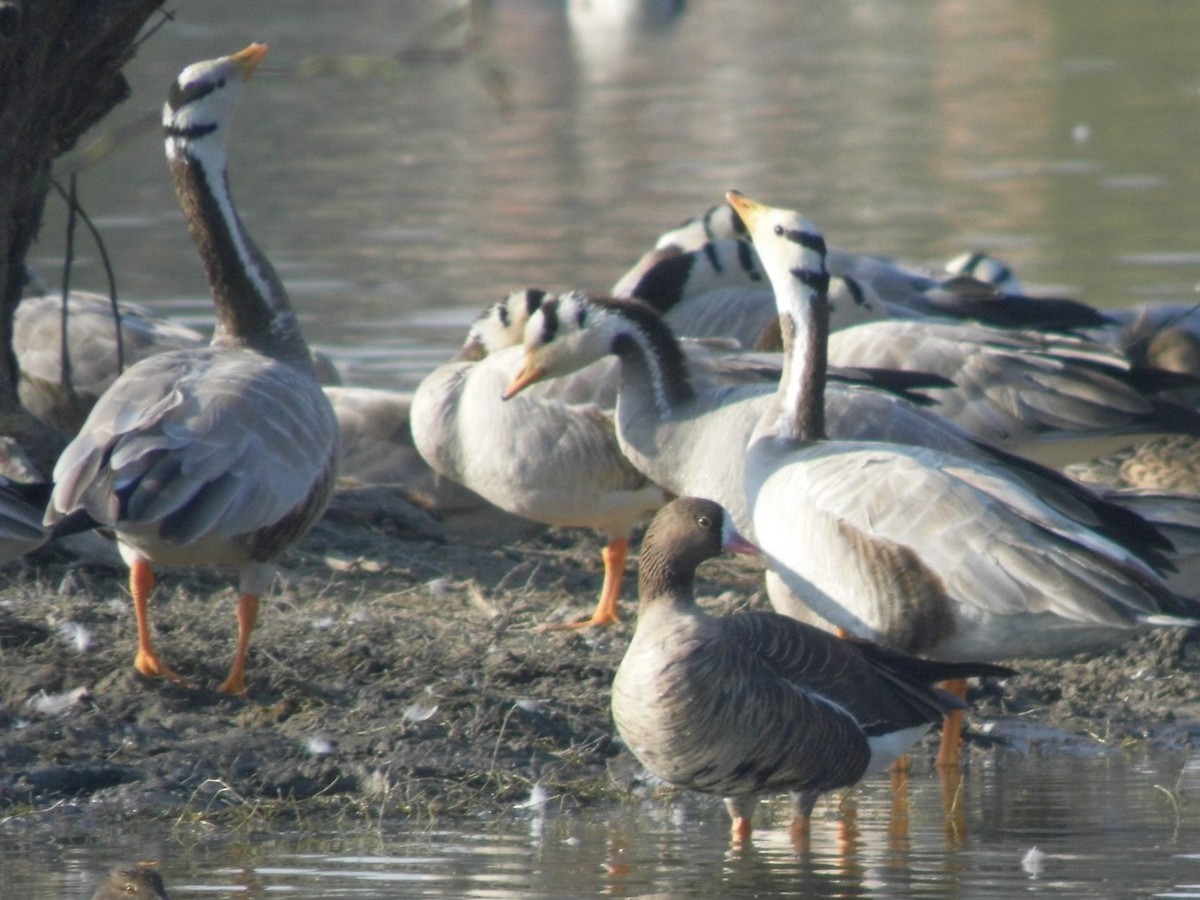 Lesser White-fronted Goose - ML608322942