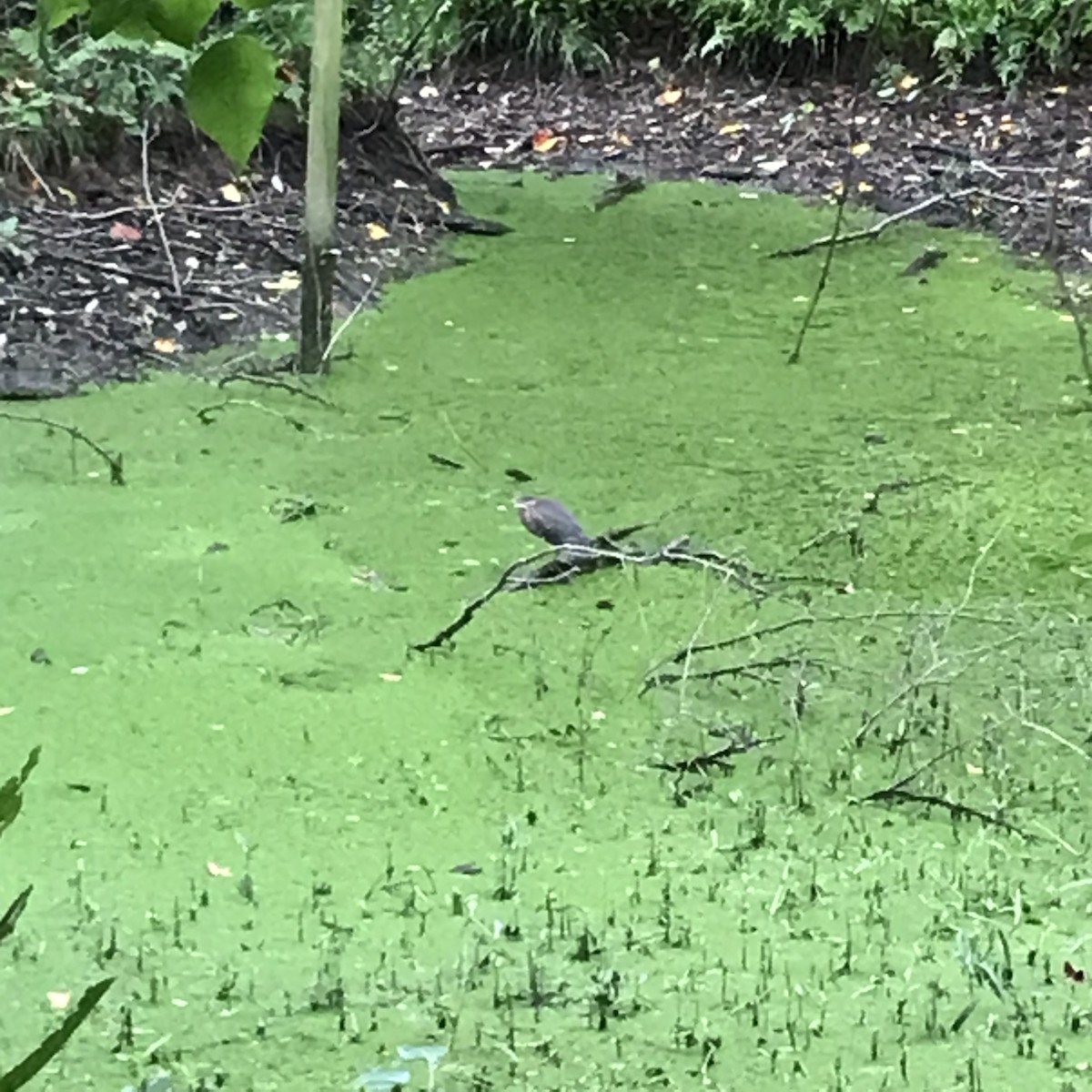 Green Heron - ML608322996