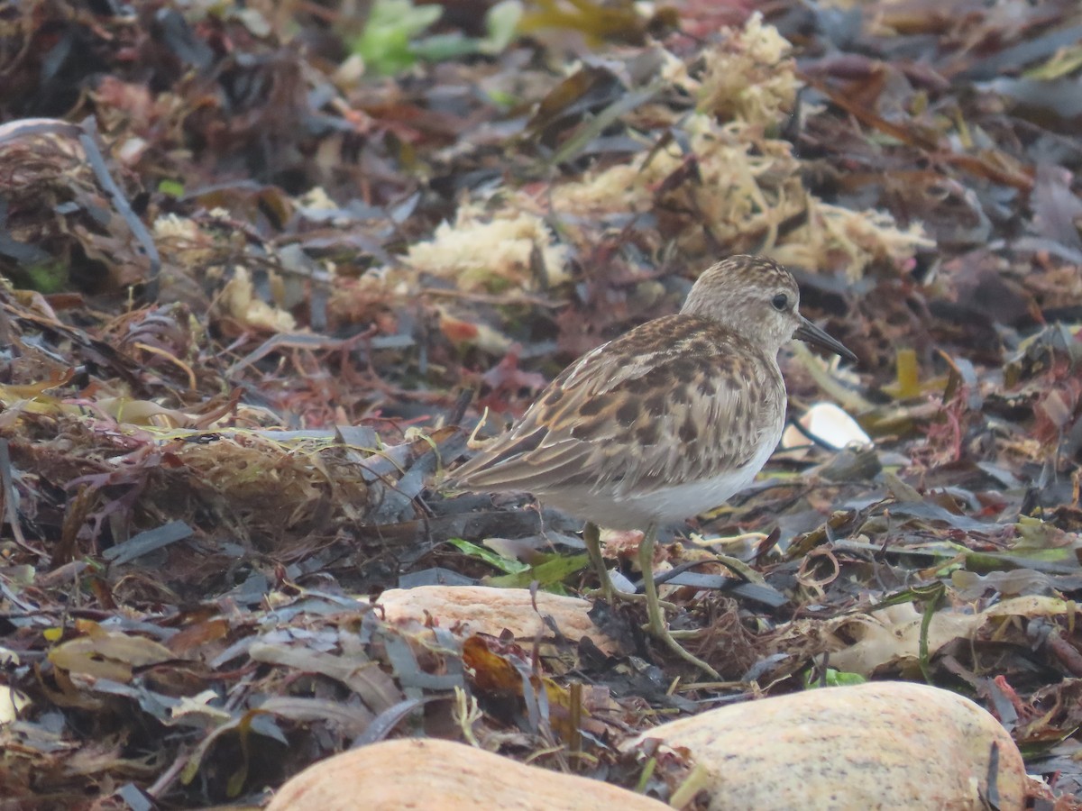 Least Sandpiper - ML608323000