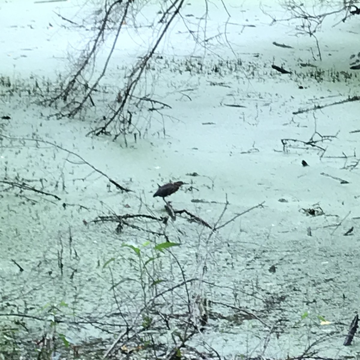 Green Heron - ML608323004