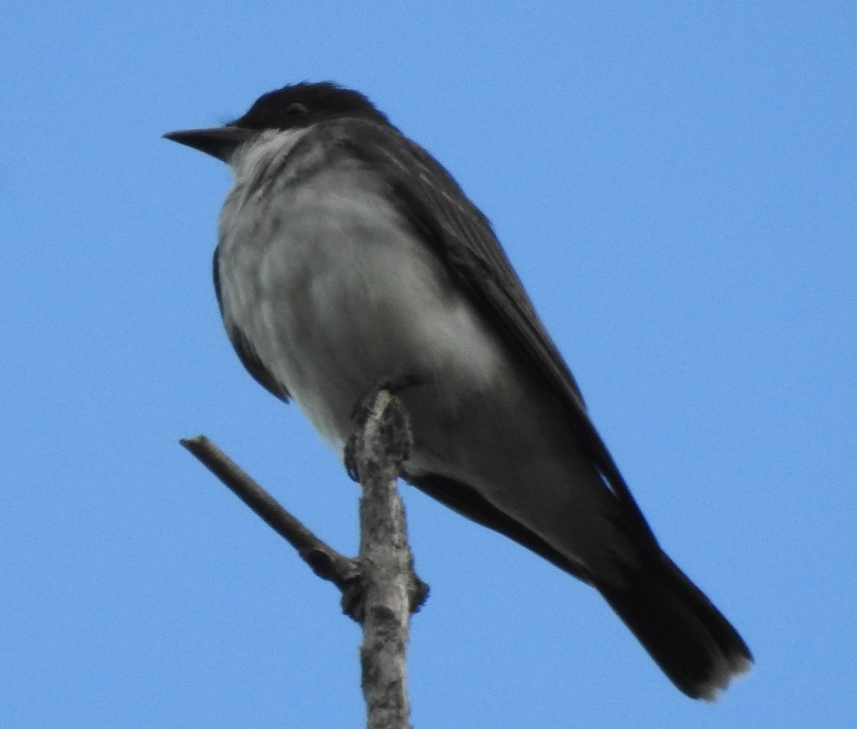 Eastern Kingbird - Eric R