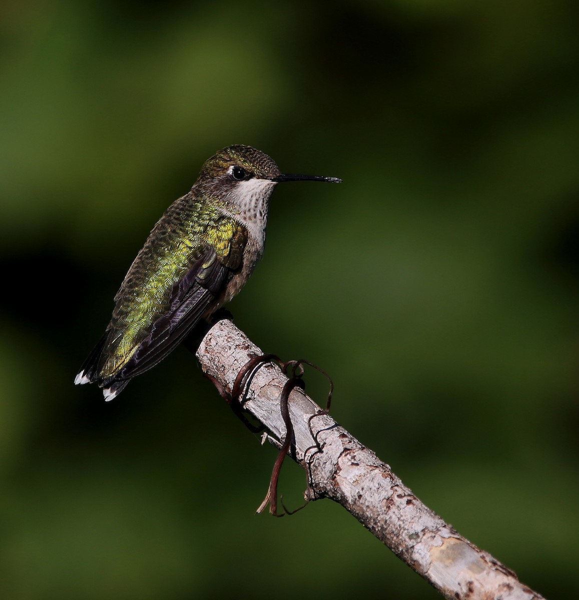 Colibri à gorge rubis - ML608323247