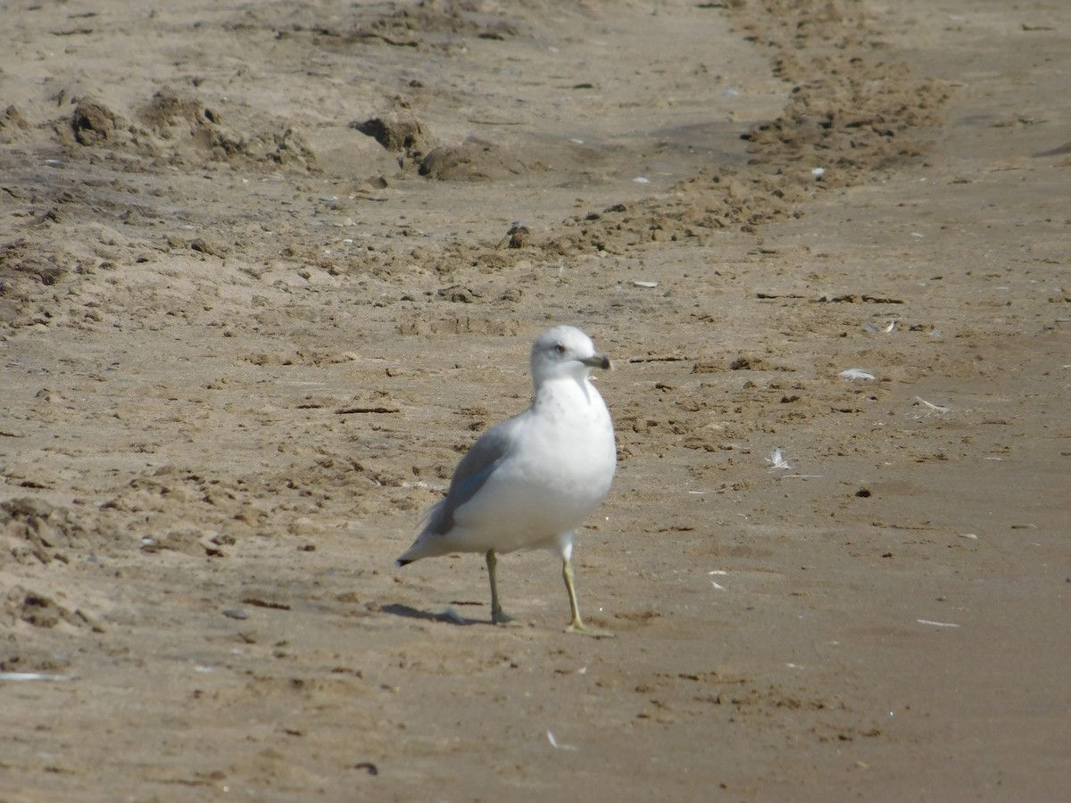 Ring-billed Gull - Arrow Z L