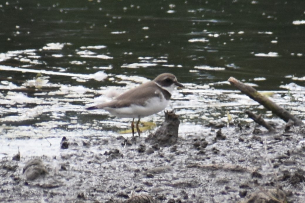 Semipalmated Plover - ML608323417