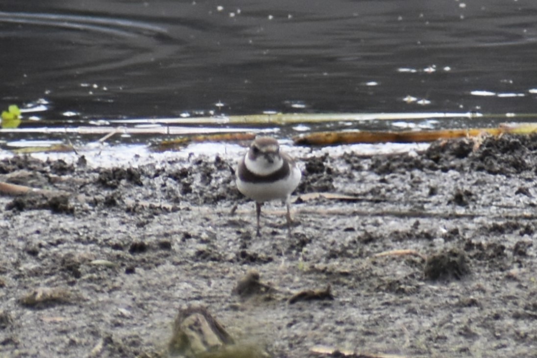 Semipalmated Plover - ML608323418