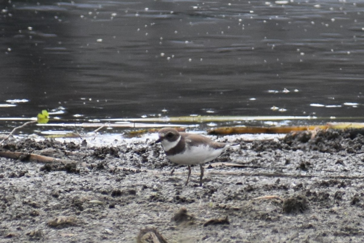 Semipalmated Plover - ML608323419