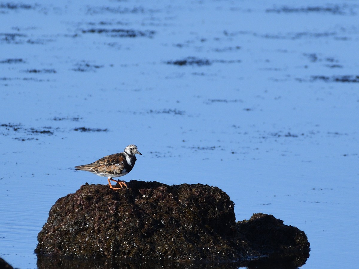 Ruddy Turnstone - ML608323450