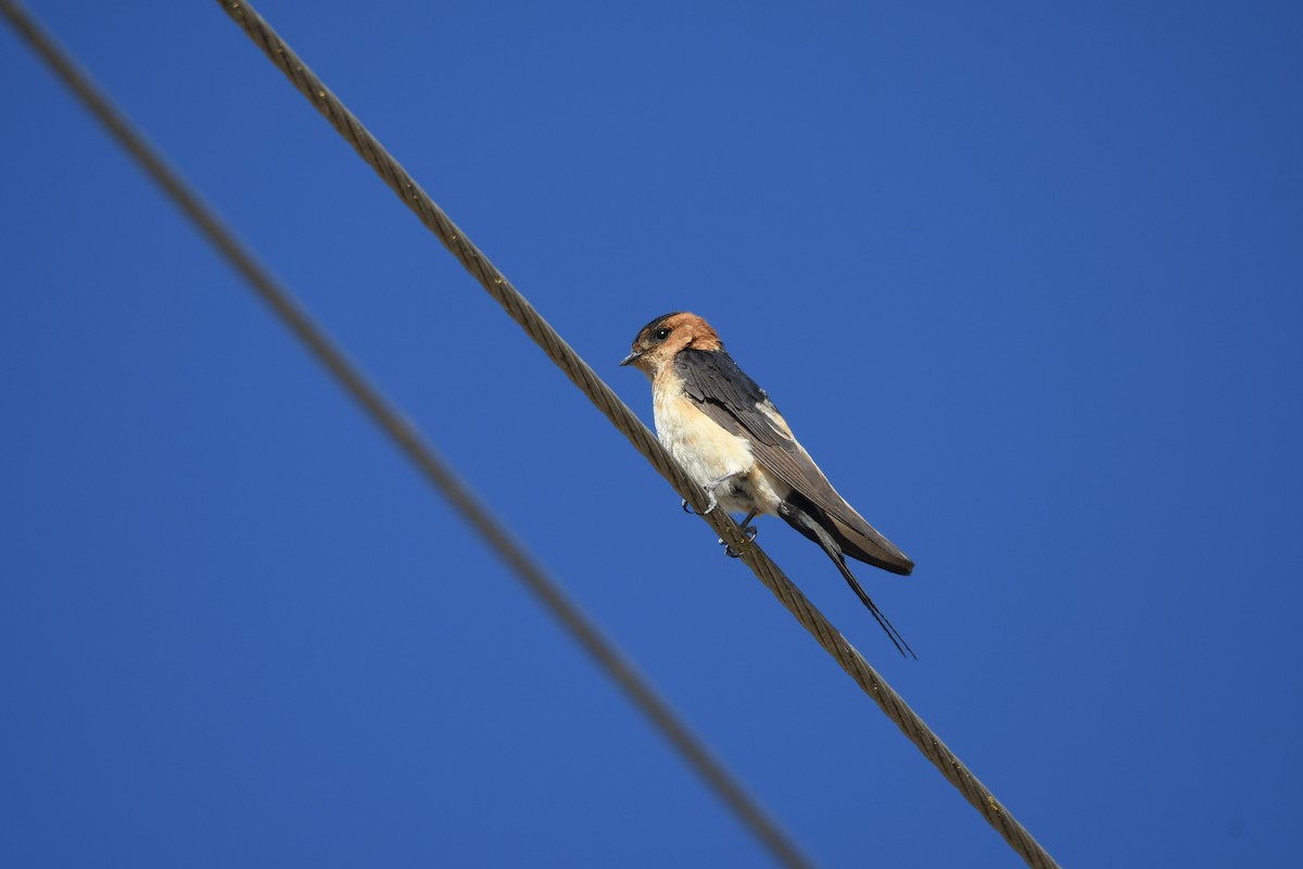 Red-rumped Swallow - Santiago Caballero Carrera