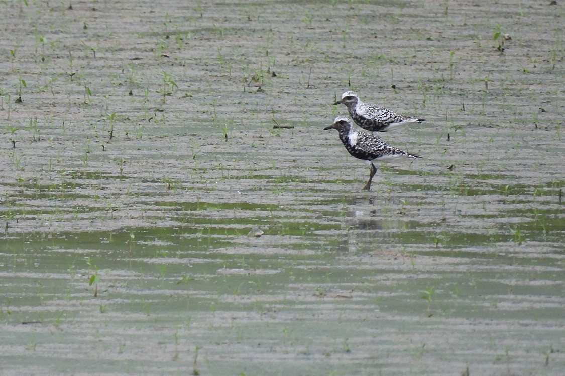 Black-bellied Plover - ML608323528