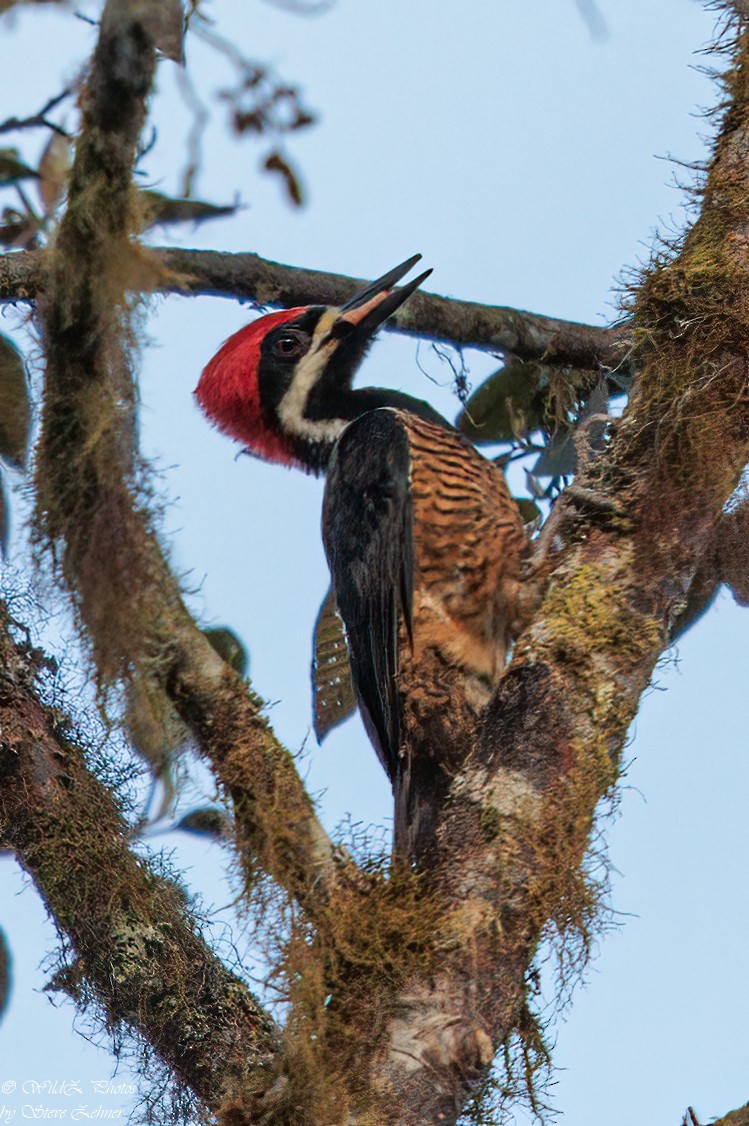 Powerful Woodpecker - ML608323550