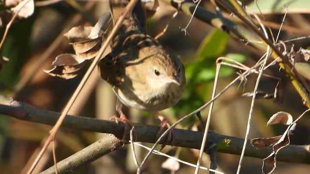 Common Grasshopper Warbler - ML608323645