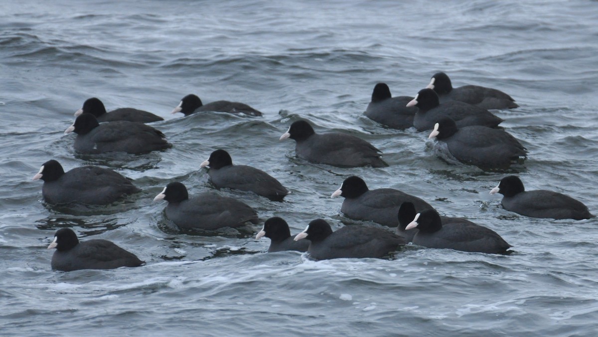 Халзан түнжүүр - ML608323671