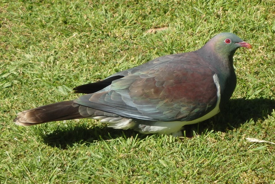 Маорийский плодовый голубь - ML608323817