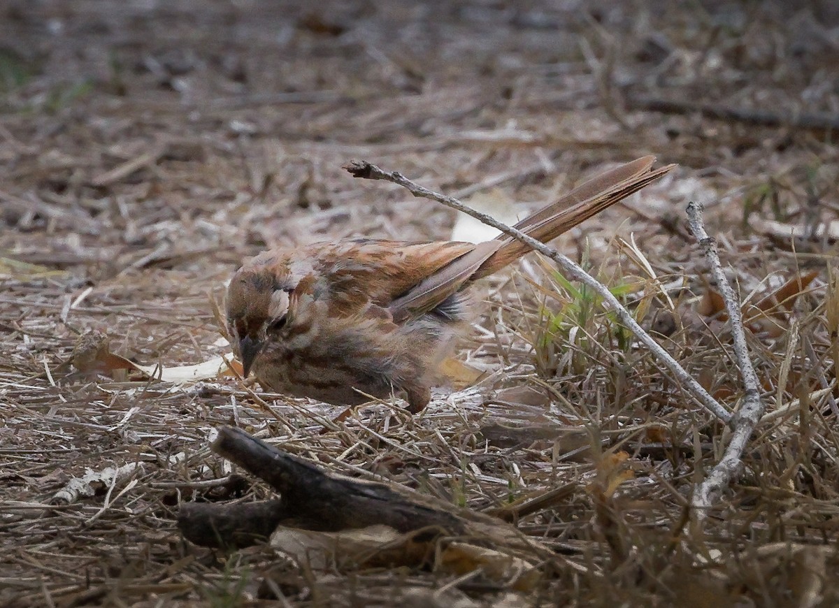 Song Sparrow - ML608323830