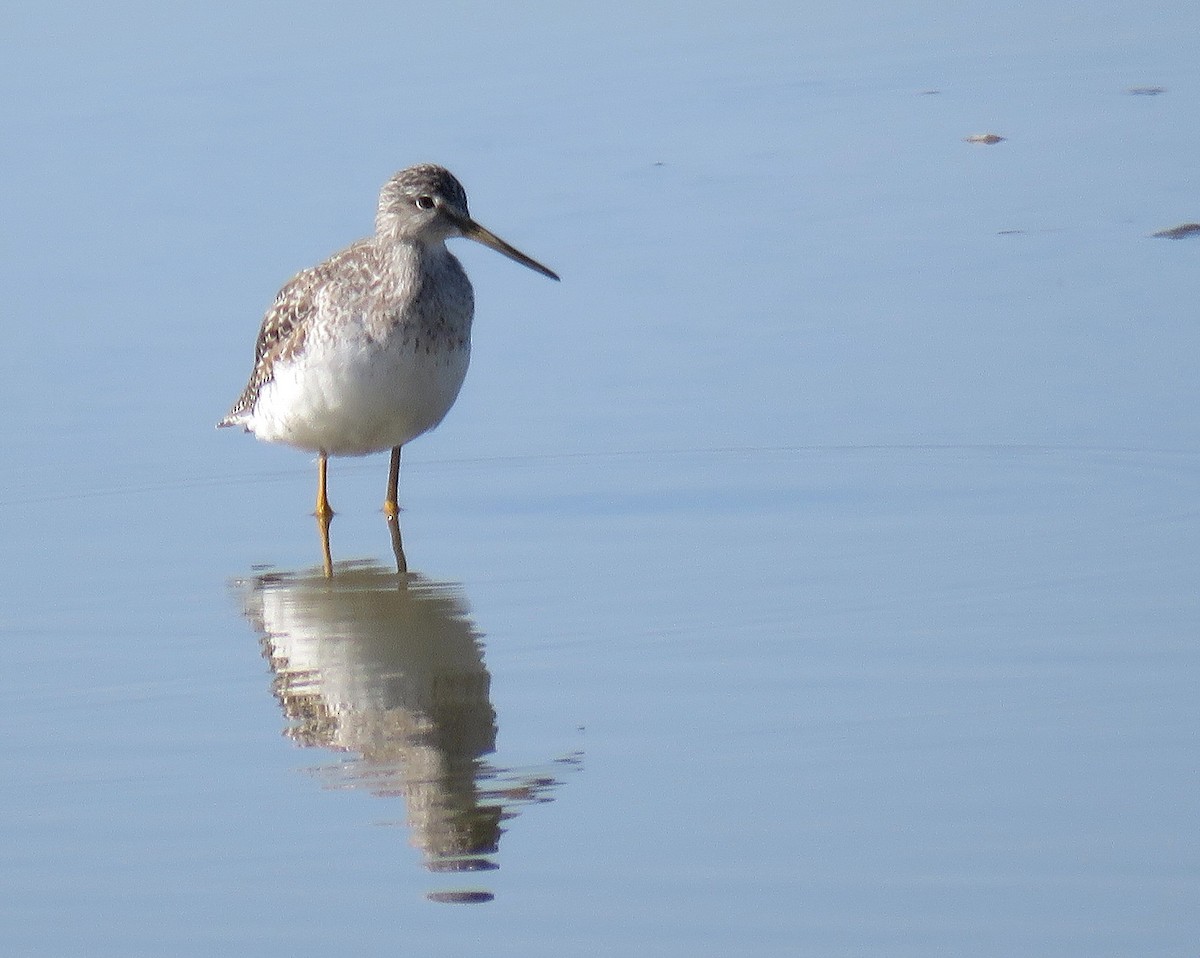 Greater Yellowlegs - ML608323869