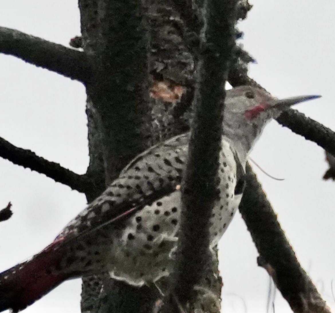 Northern Flicker - ML608323876