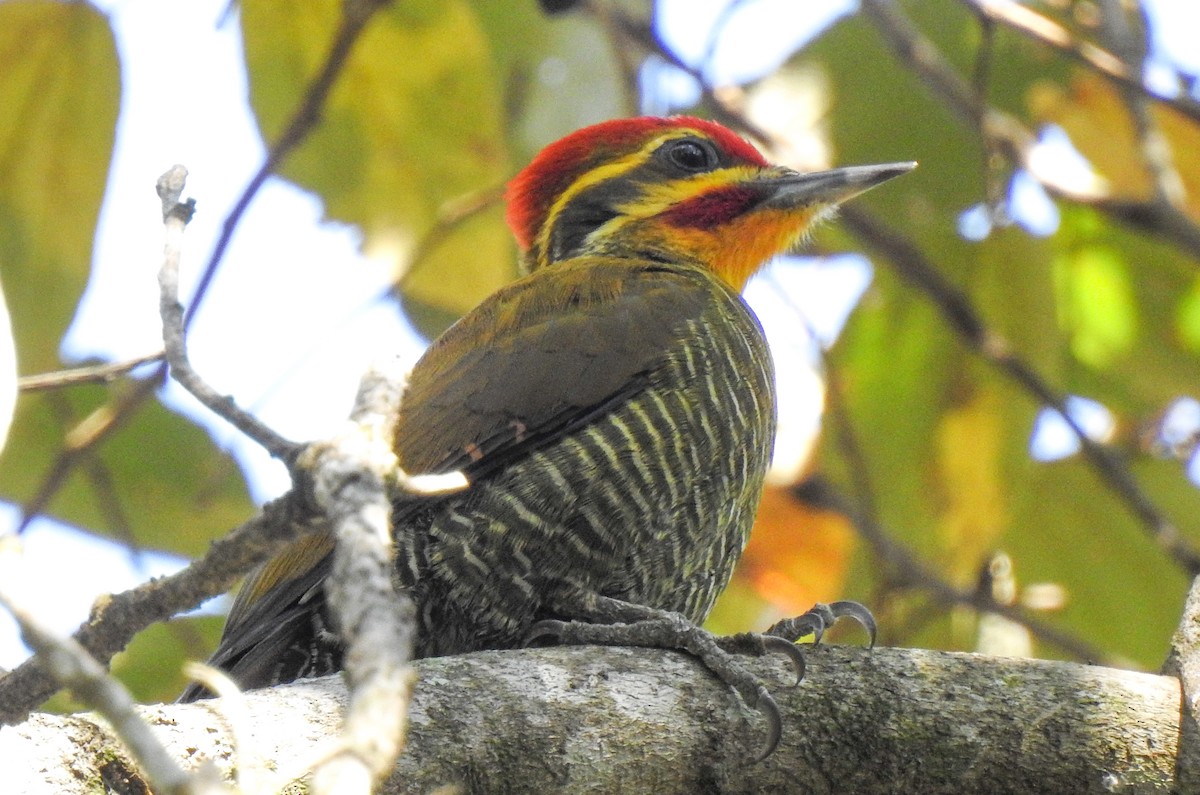 White-browed Woodpecker - Joseane Derengoski