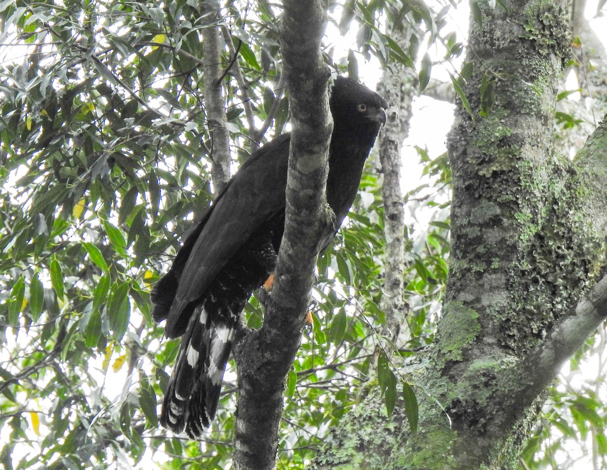 Black Hawk-Eagle - Joseane Derengoski