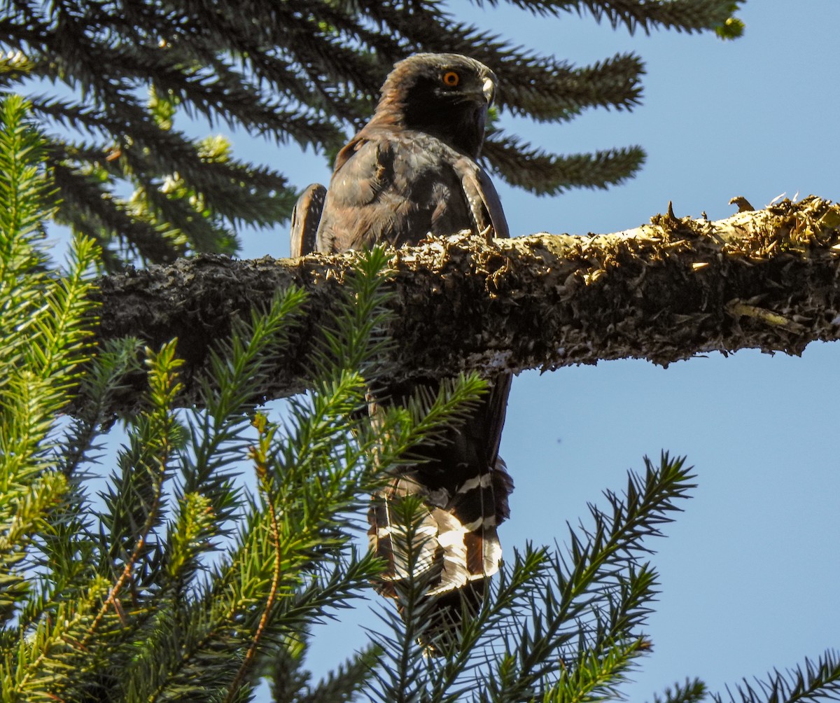 Black Hawk-Eagle - ML608324022