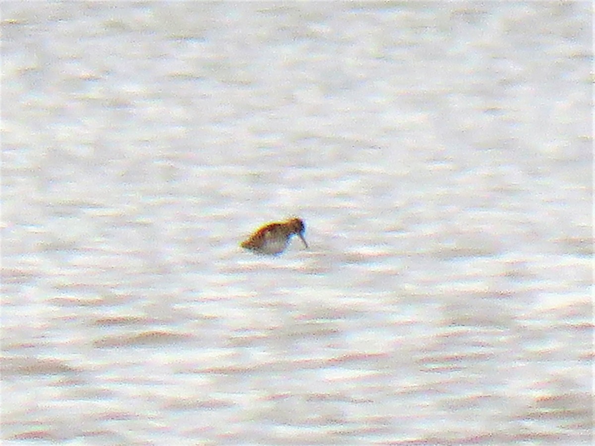 Western Sandpiper - ML608324065