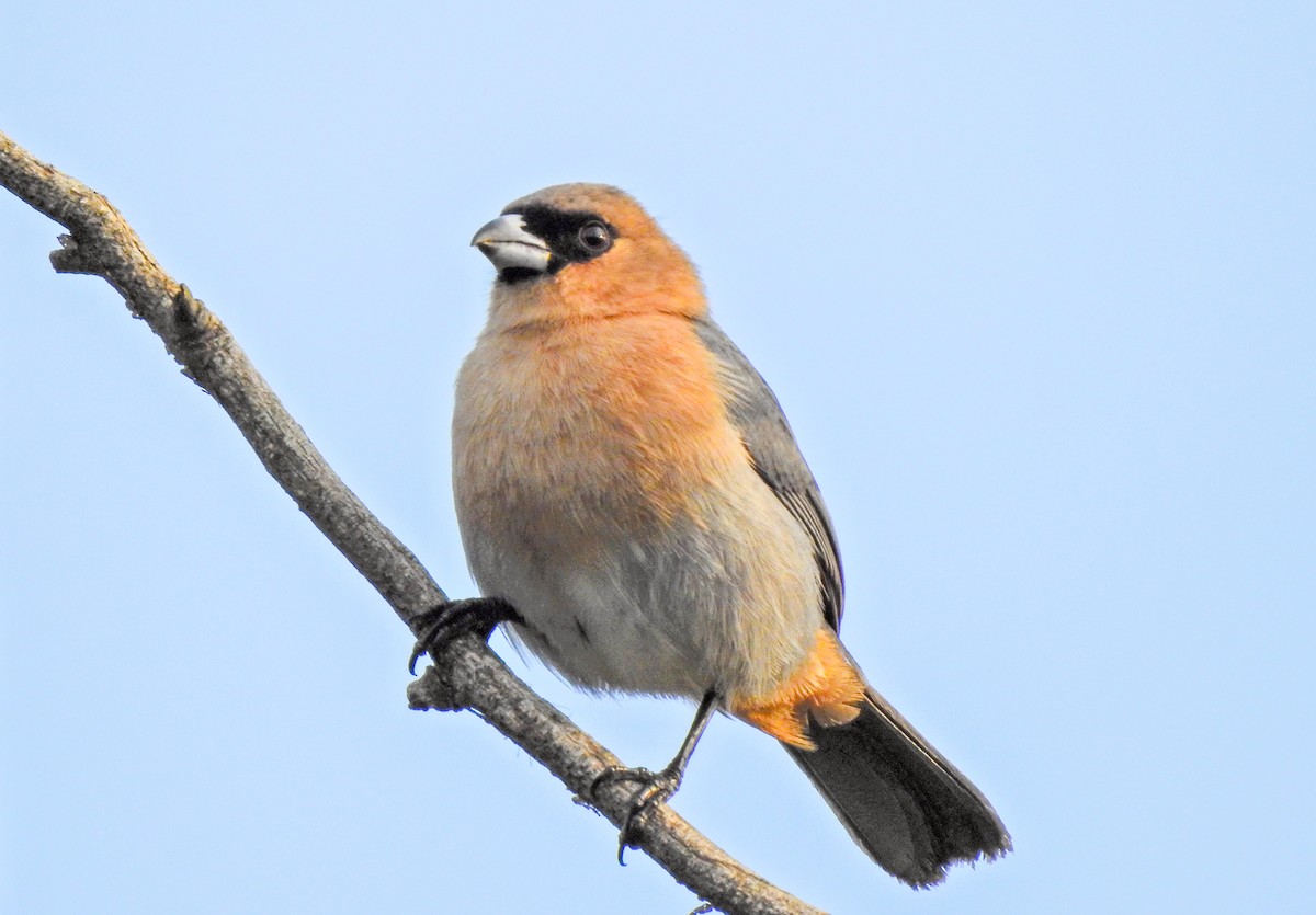 Cinnamon Tanager - Joseane Derengoski