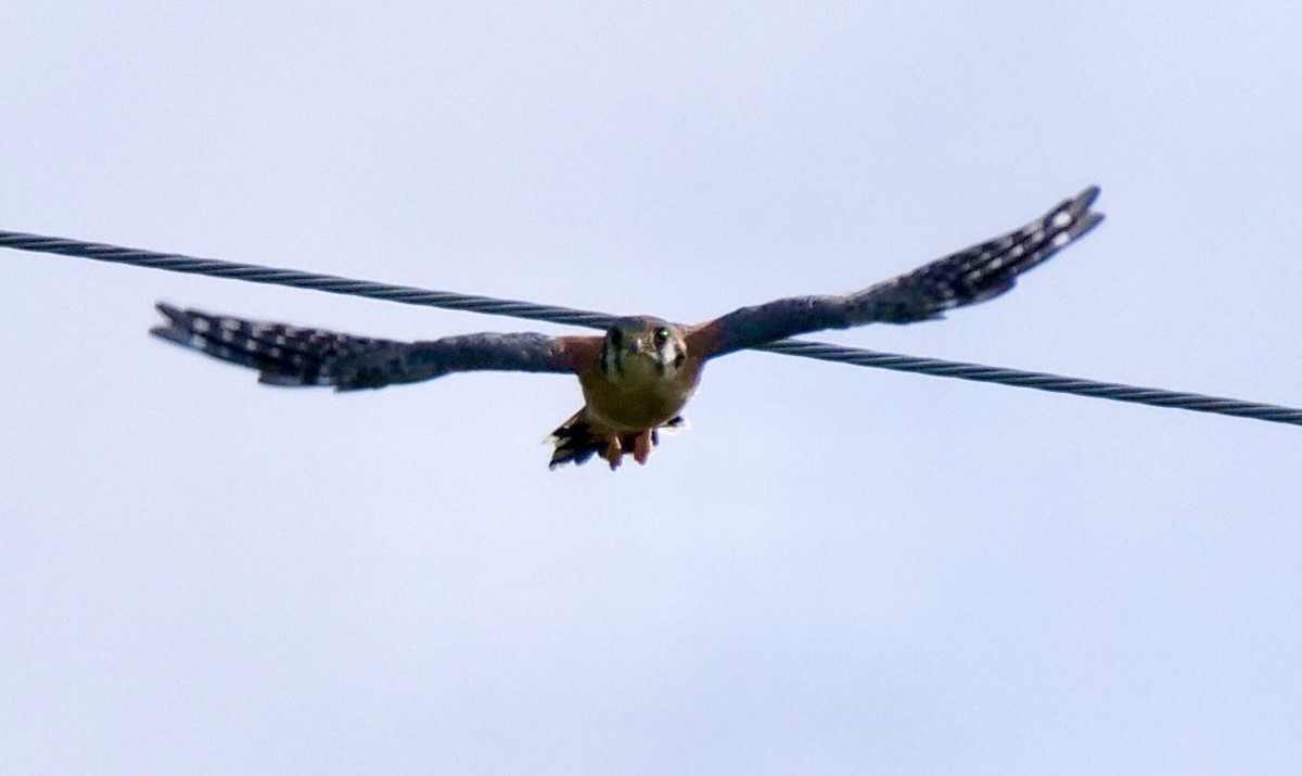 American Kestrel - Lee & Mary Ann Evans