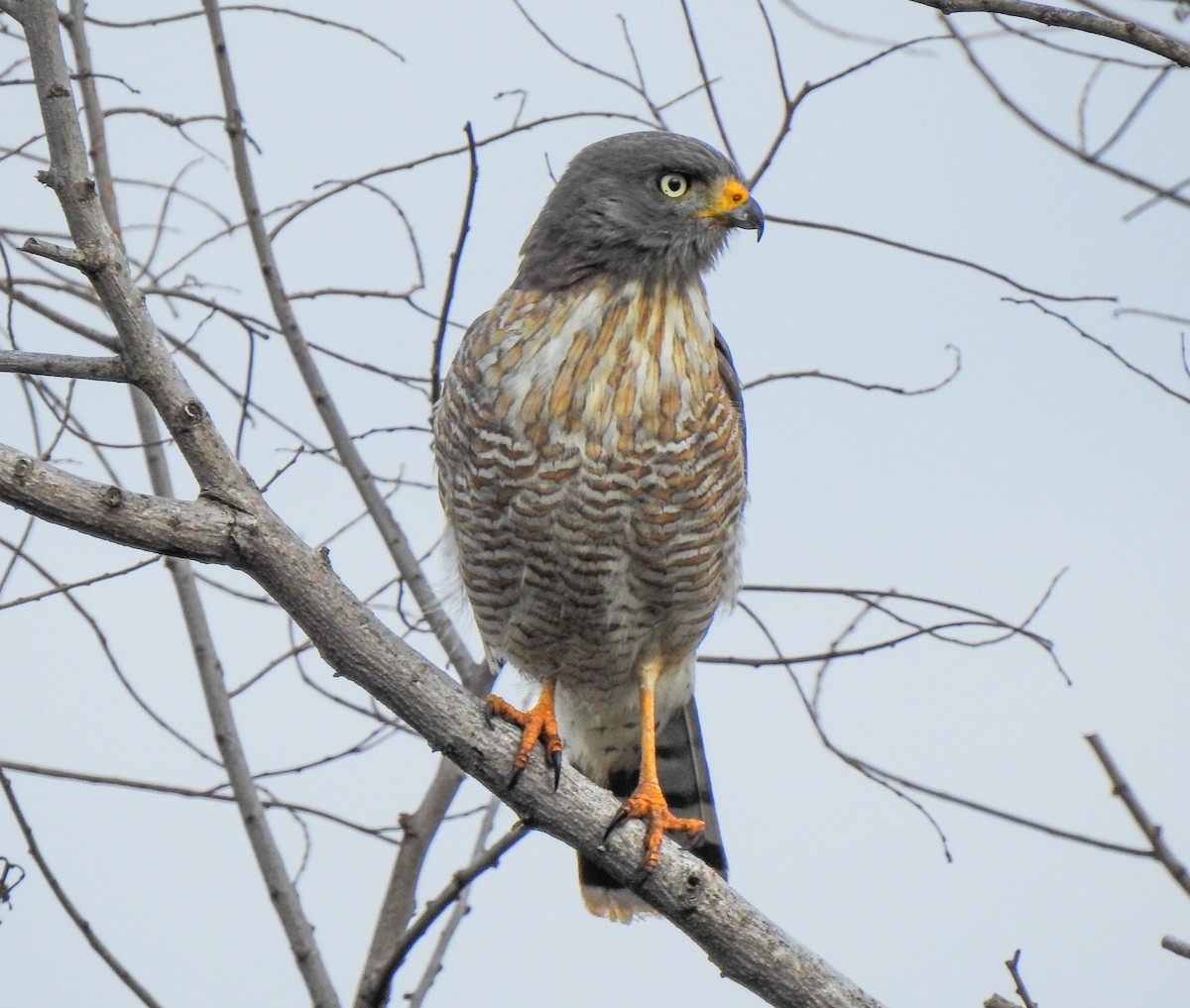 Roadside Hawk - ML608324153