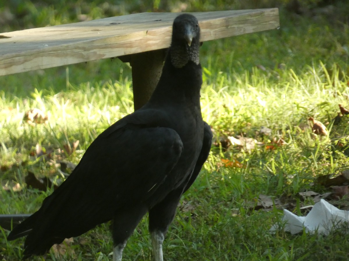 Black Vulture - ML608324183
