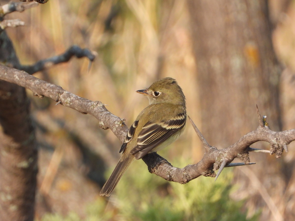 Least Flycatcher - ML608324241