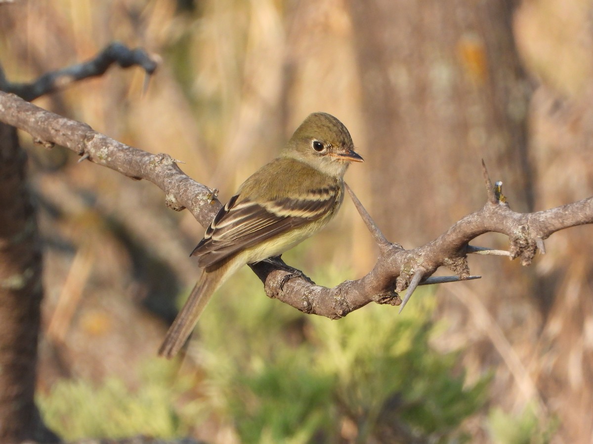 Least Flycatcher - ML608324243