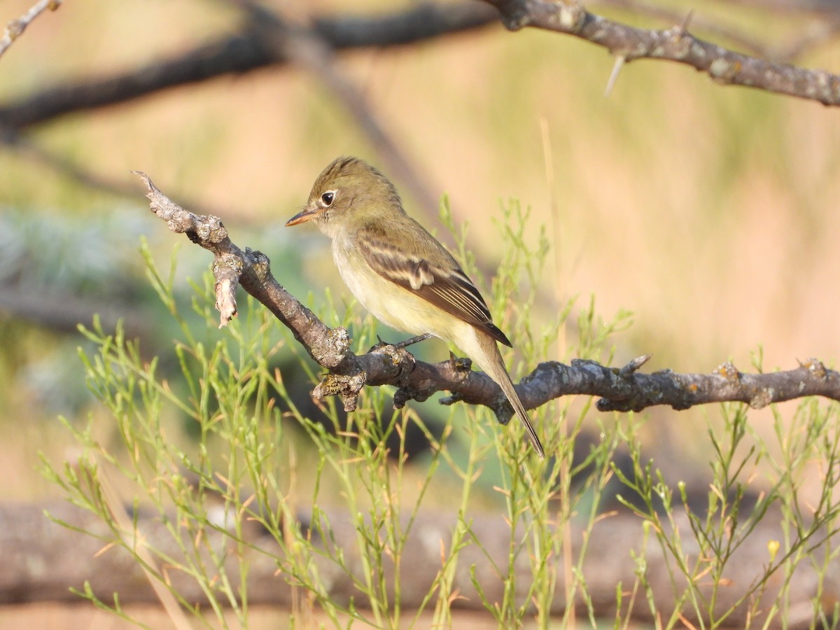 Least Flycatcher - ML608324246