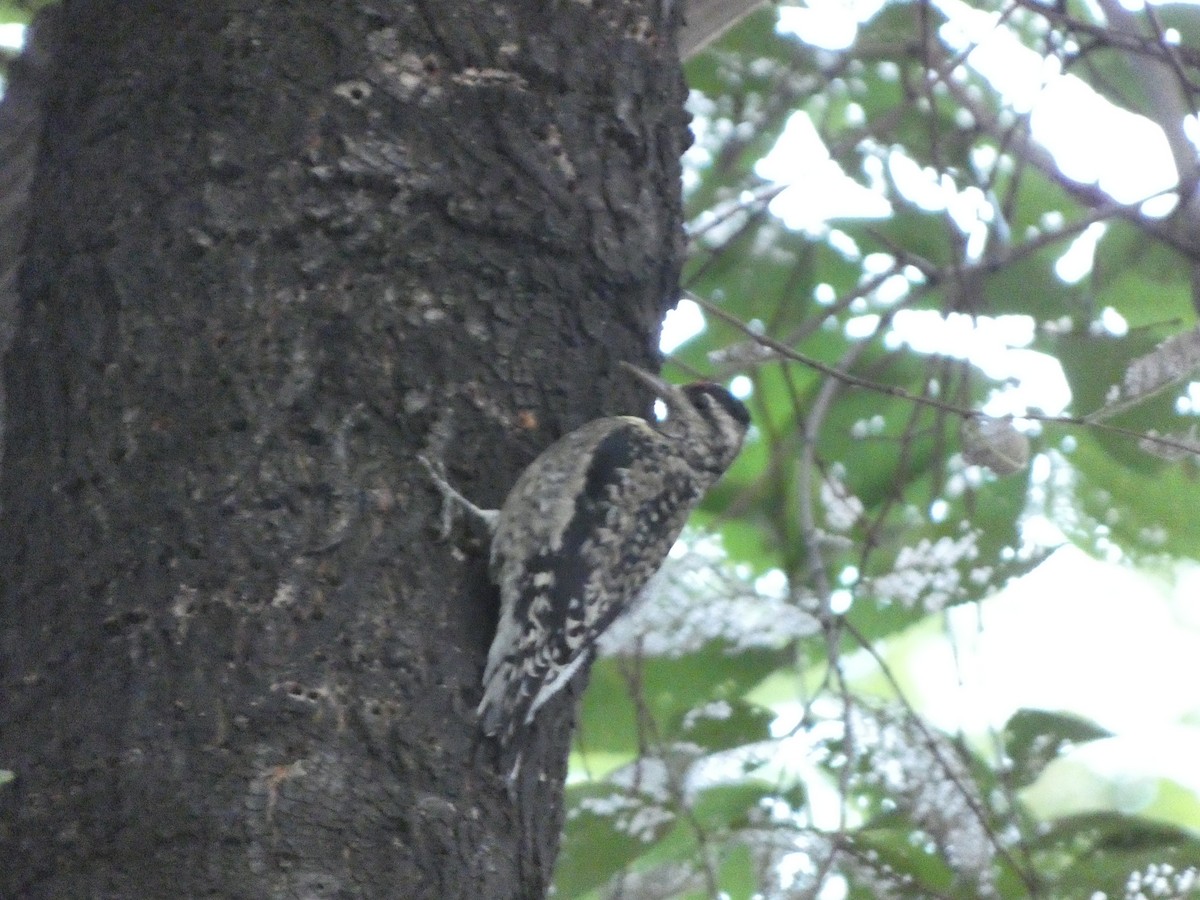 Yellow-bellied Sapsucker - ML608324259