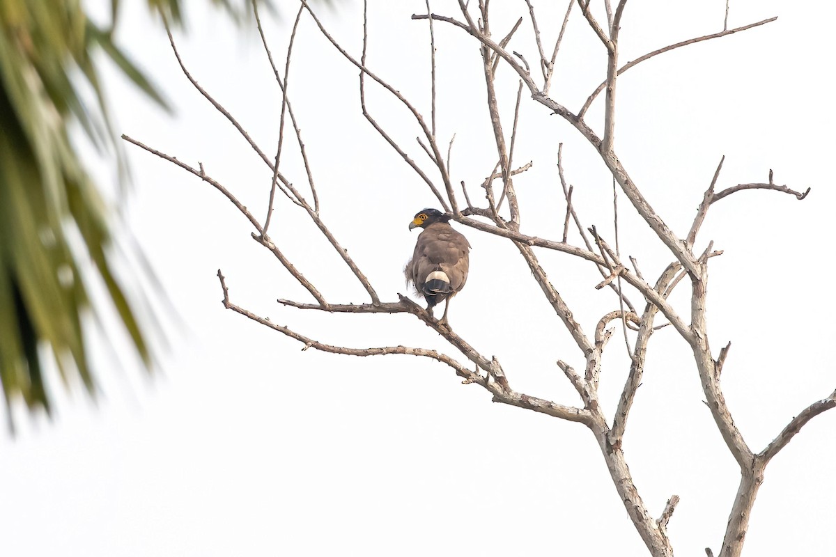 Crested Serpent-Eagle - ML608324331