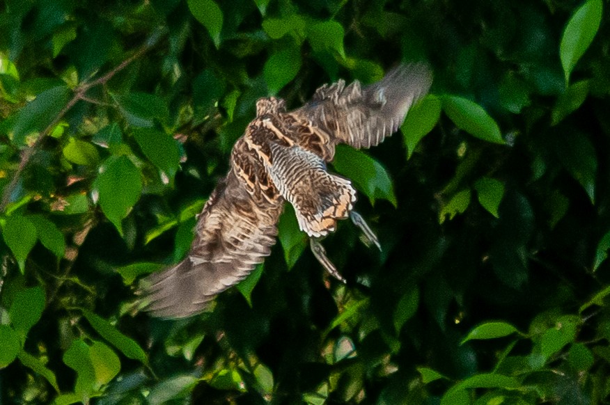 Swinhoe's Snipe - ML608324385