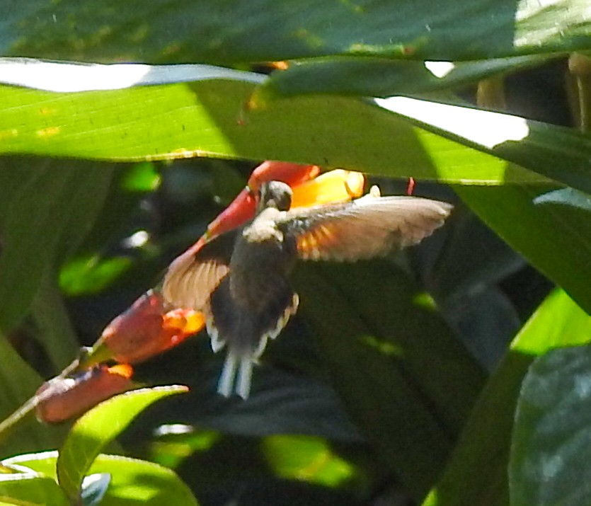 Тёмногорлый колибри-отшельник - ML608324461