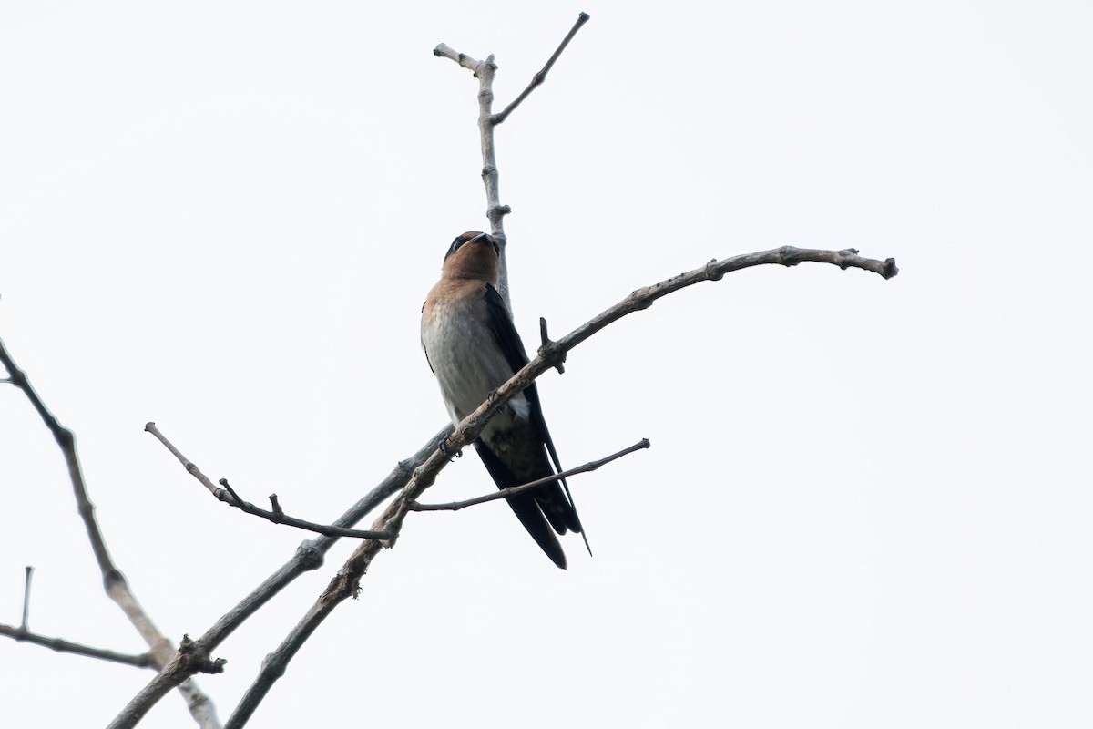 Pacific Swallow - ML608324501