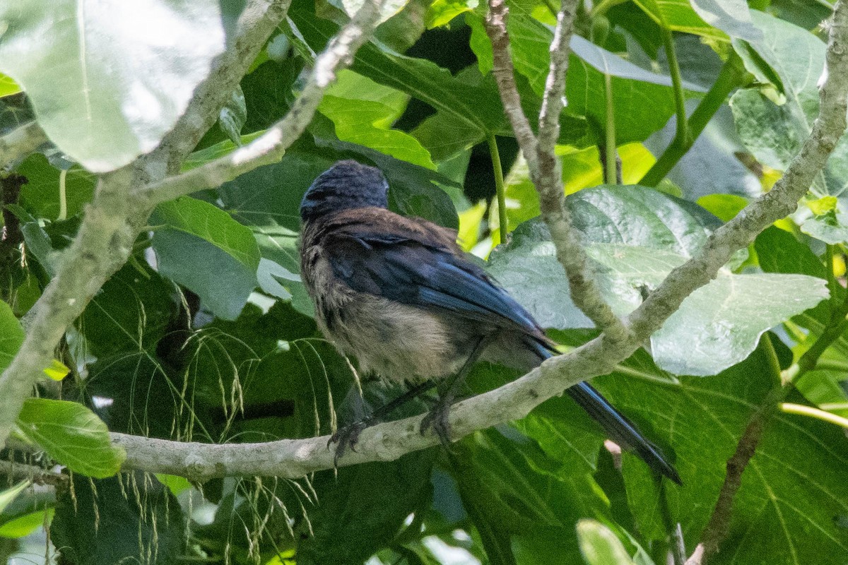 Island Scrub-Jay - ML608324534