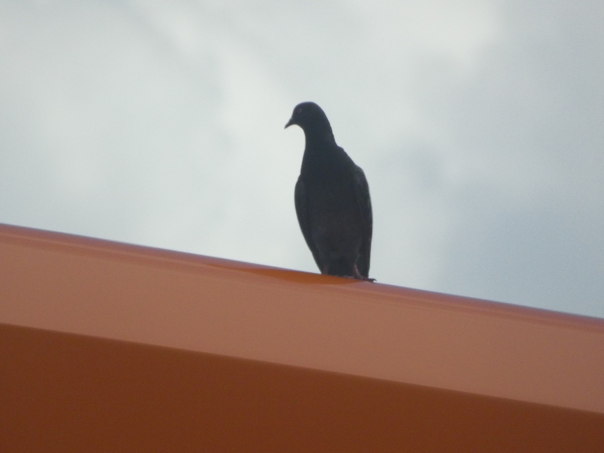 Rock Pigeon (Feral Pigeon) - Ethan Kang