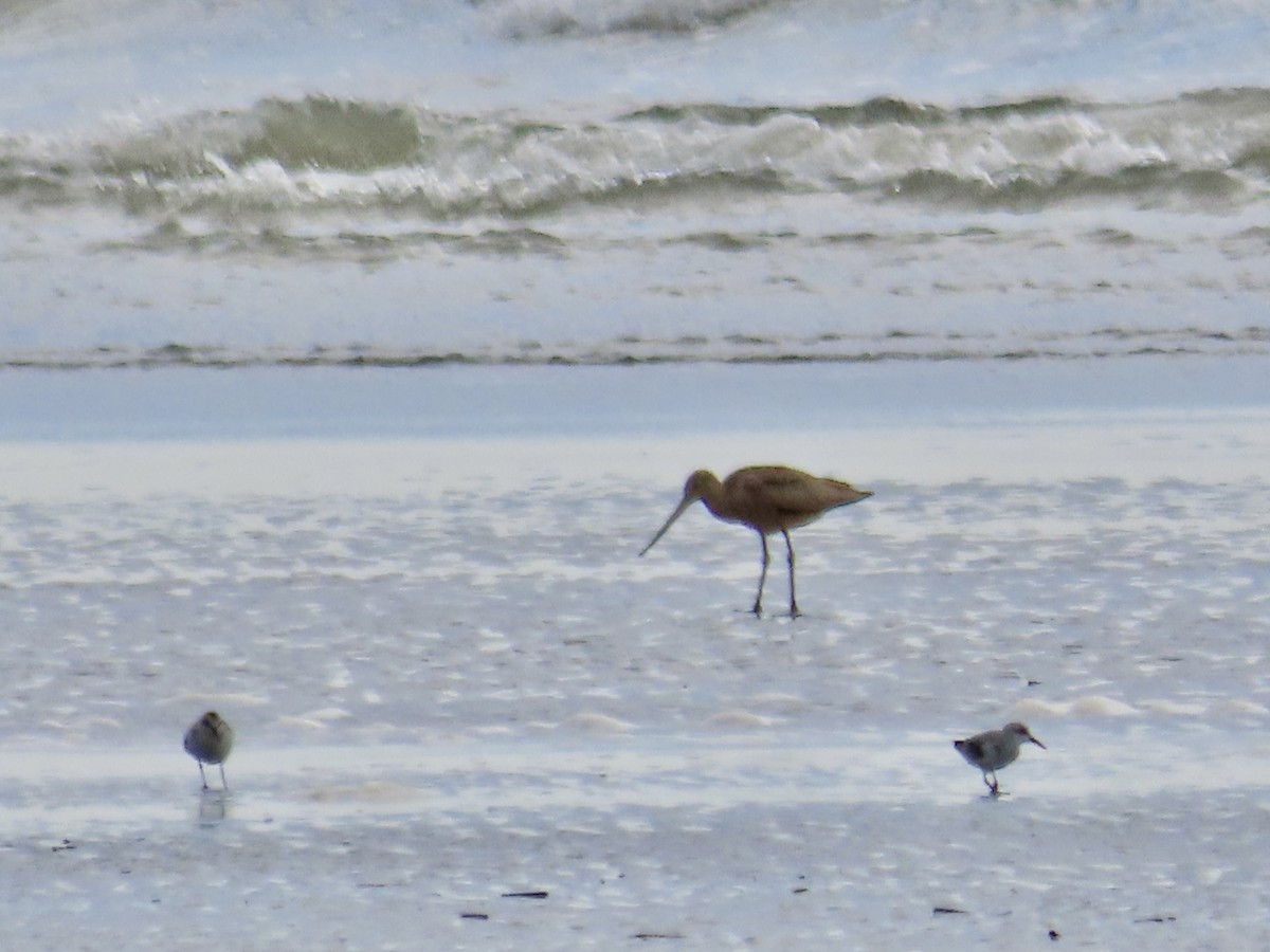 Marbled Godwit - ML608324572