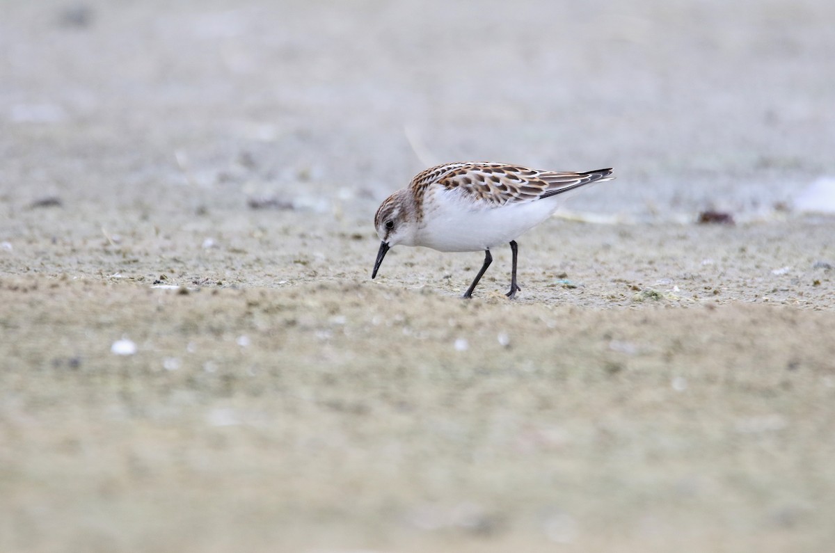 Little Stint - Zbigniew Kajzer