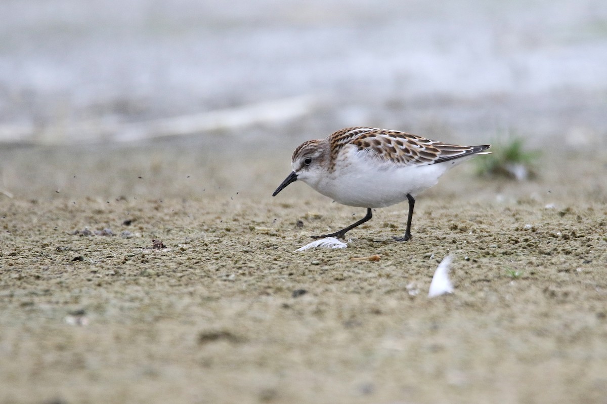 Little Stint - ML608324596