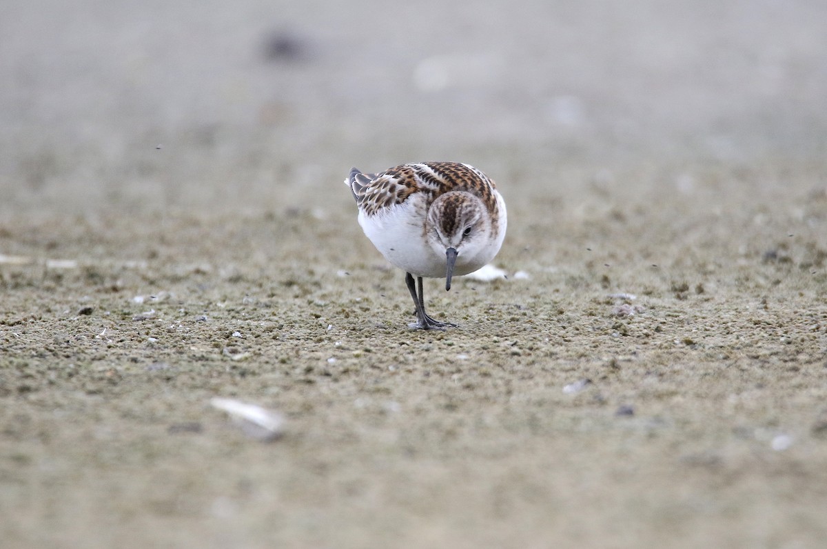 Little Stint - ML608324597