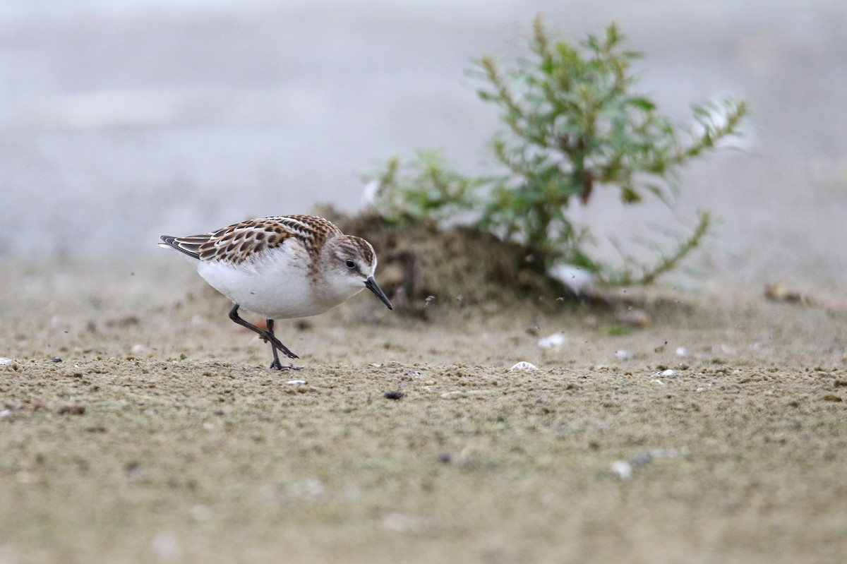 Little Stint - ML608324598