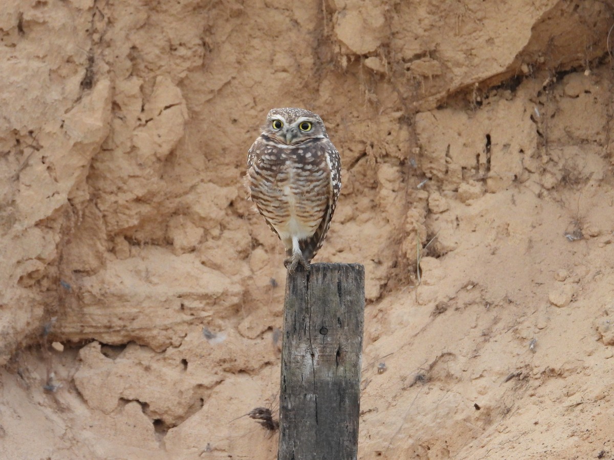 Burrowing Owl - Más Aves