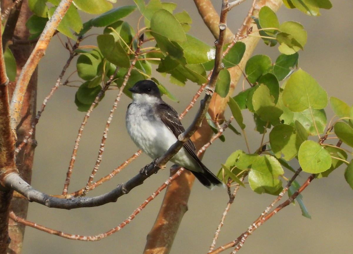 Eastern Kingbird - ML608324945