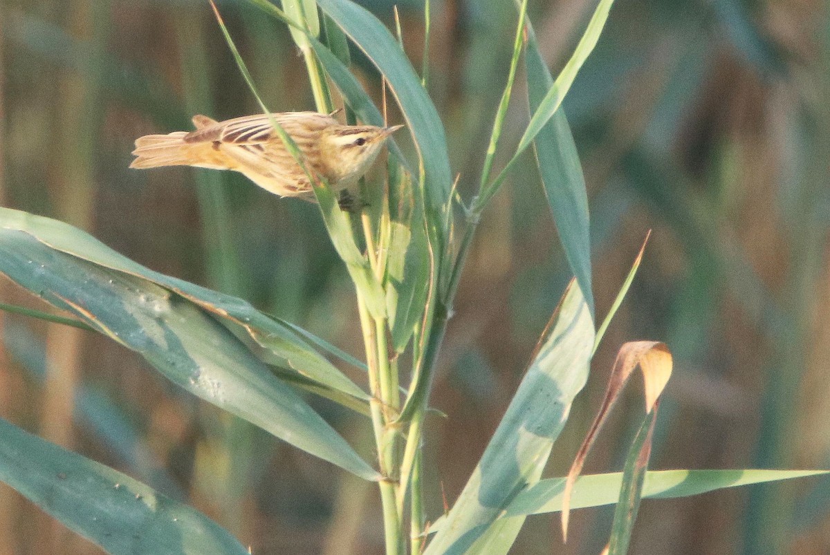 Sedge Warbler - ML608324949